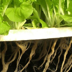 Science behind Hydroponic Gardening