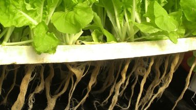 Science behind Hydroponic Gardening