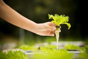 hydroponic gardening