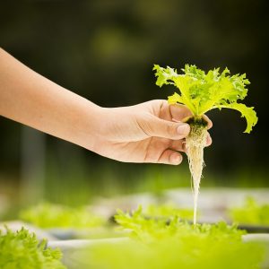 hydroponic gardening