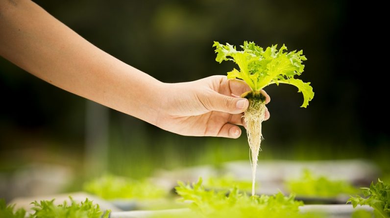 hydroponic gardening