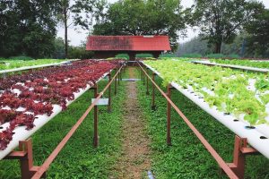 high yield hydroponic system 