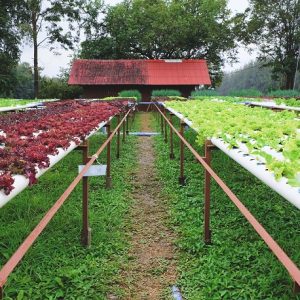 high yield hydroponic system