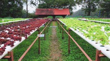 high yield hydroponic system