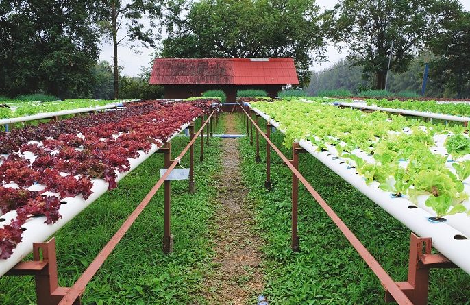 high yield hydroponic system