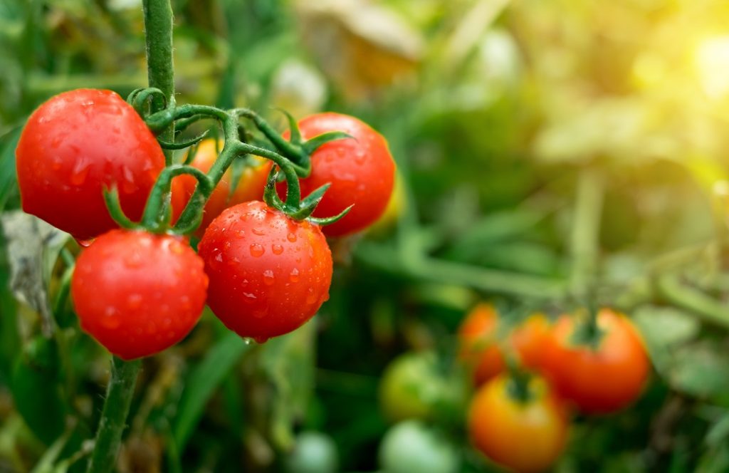 What are the Benefits of Growing Tomatoes in a Hydroponic Garden?