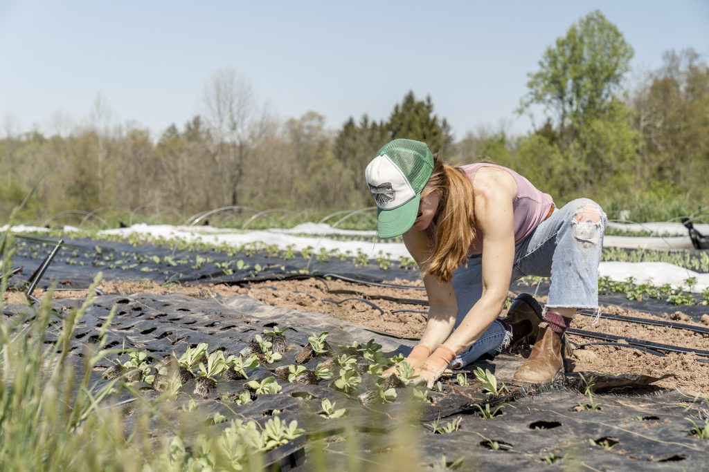 Can Any Seed Be Grown Hydroponically?