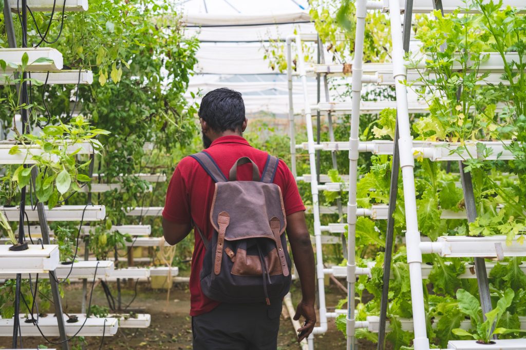 Can You Put Seeds Straight Into Hydroponics?