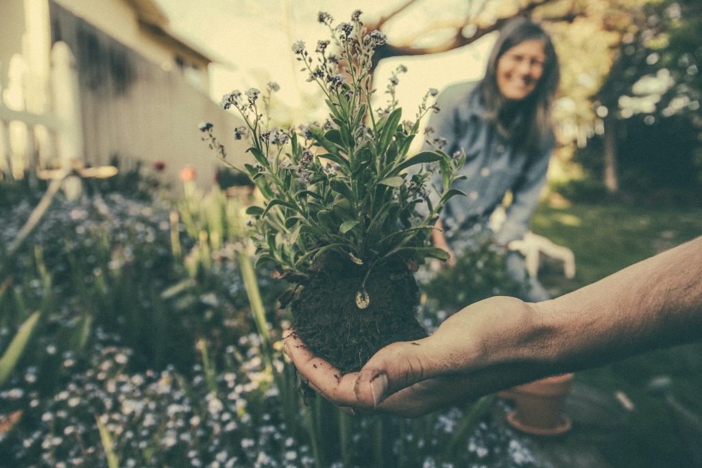 What Kind Of Seeds Can You Use In Hydroponics?