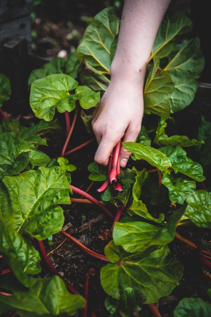 What Seeds Are Best For Hydroponic?