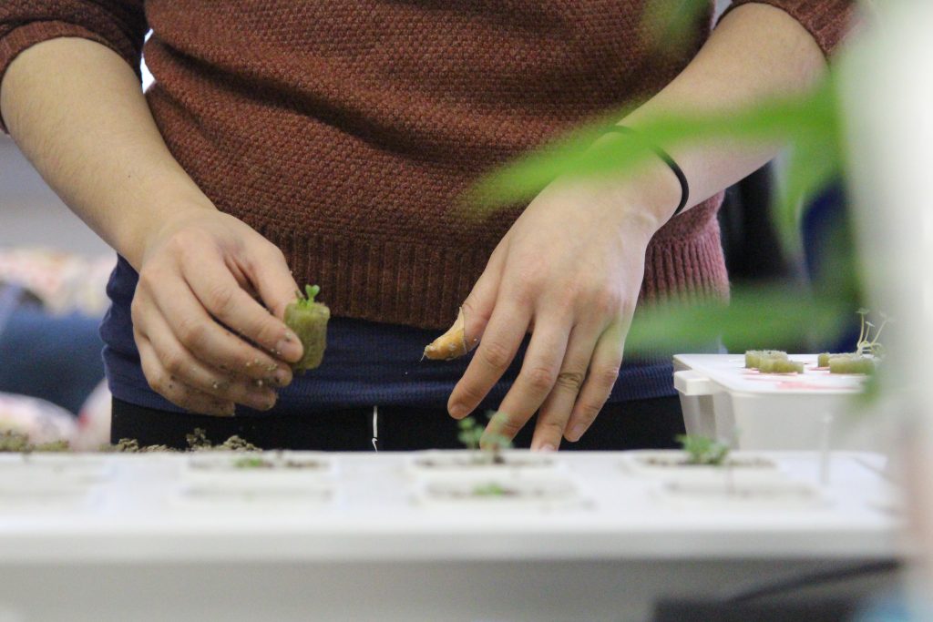 Can Hydroponic Seedlings Be Planted In Soil?