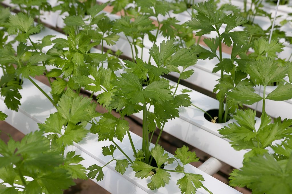 How Can I Make My Hydroponics Grow Faster?