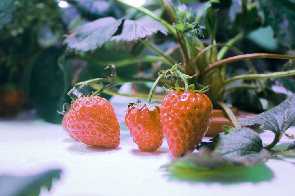 Exploring Different Types of Hydroponic Growing Systems