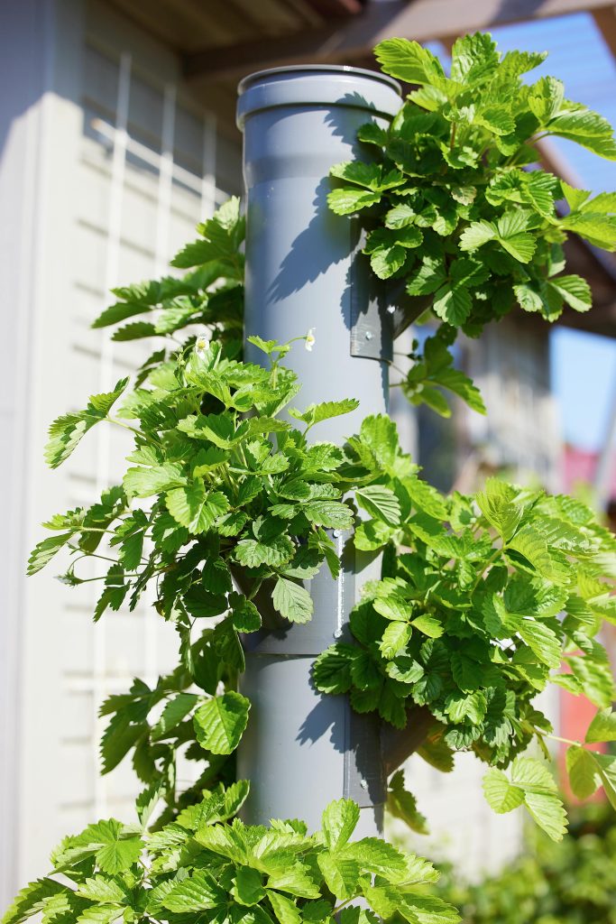 Step-by-Step Guide to Setting Up a Hydroponic Growing System