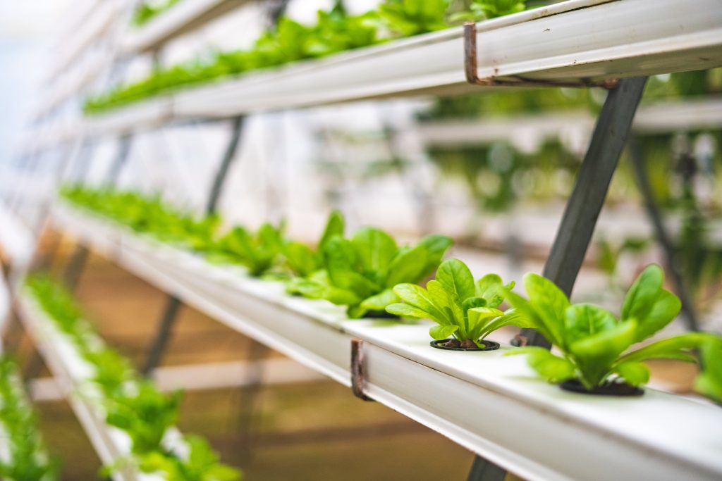 The Benefits of Using a Hydroponic Growing System