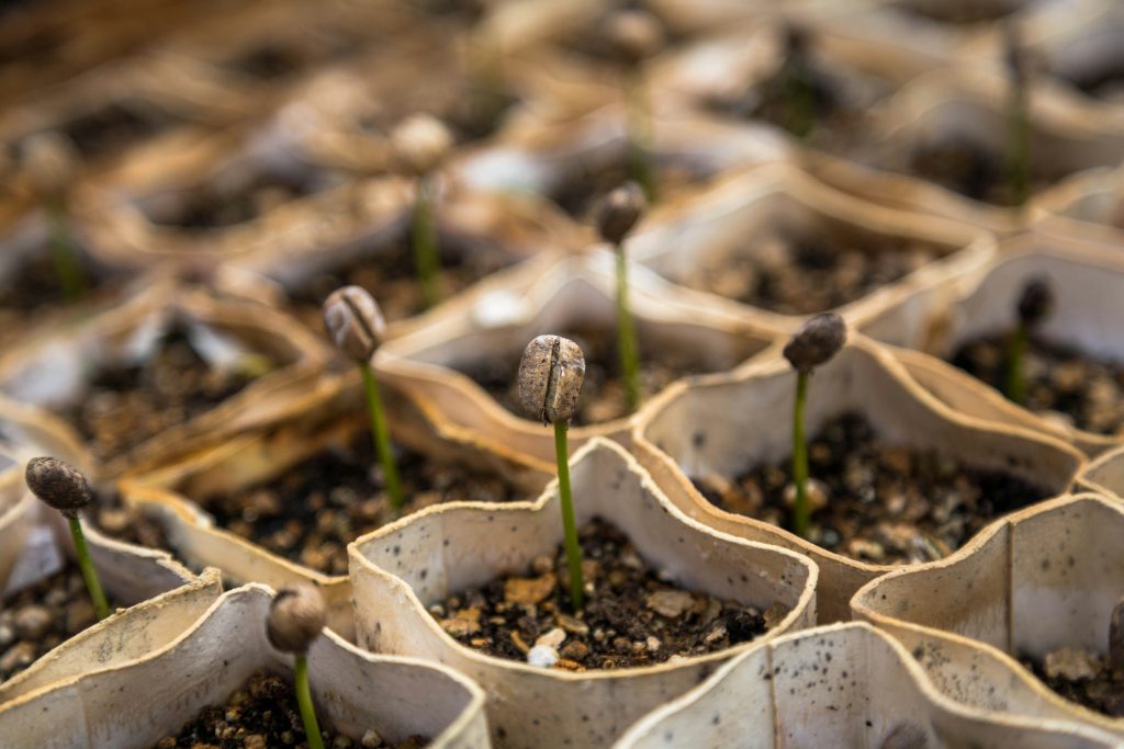 What Makes Seeds Fail To Germinate?