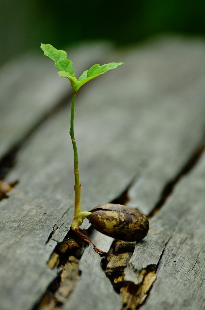 What Makes Seeds Fail To Germinate?