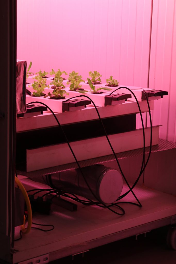 A Beginners Guide to Hydroponic Farming