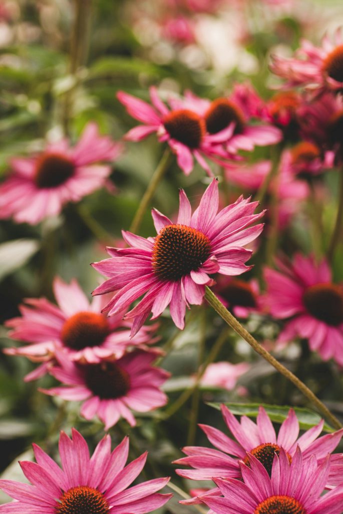 A Beginners Guide to Hydroponic Gardening