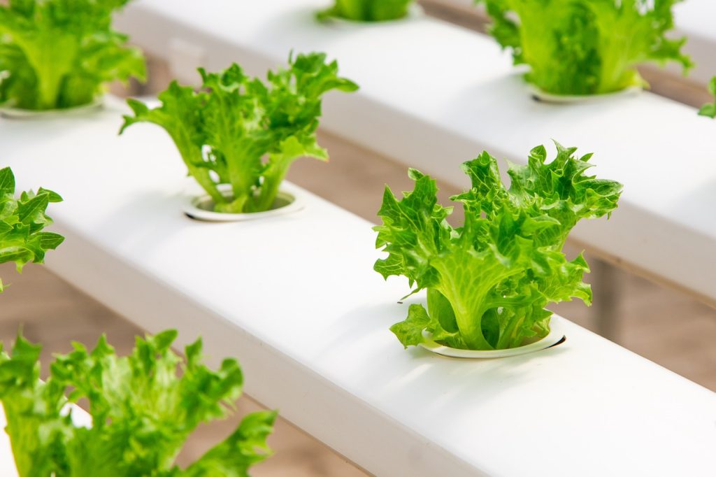 Achieving Optimal Temperature and Humidity Levels in Your Hydroponic Growing System