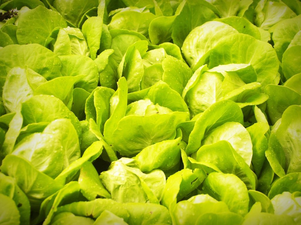 Achieving Optimal Temperature and Humidity Levels in Your Hydroponic Growing System