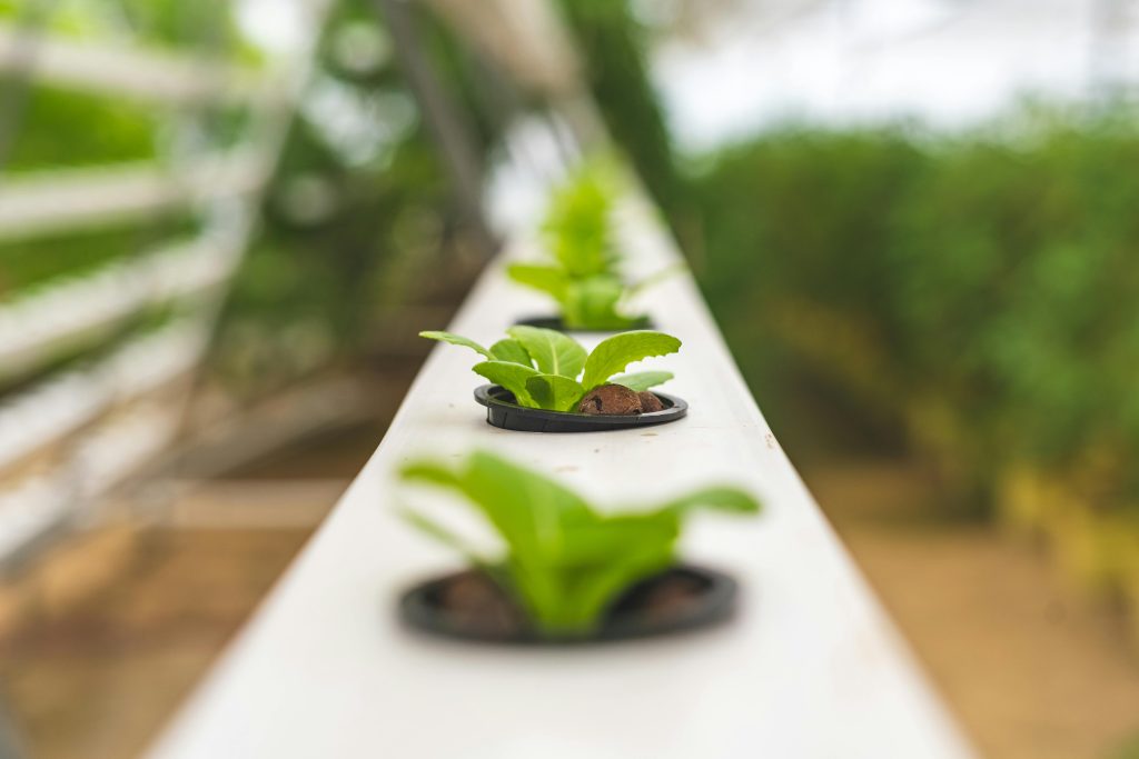 Enhancing Plant Growth with the Right Hydroponic Growing System Accessories