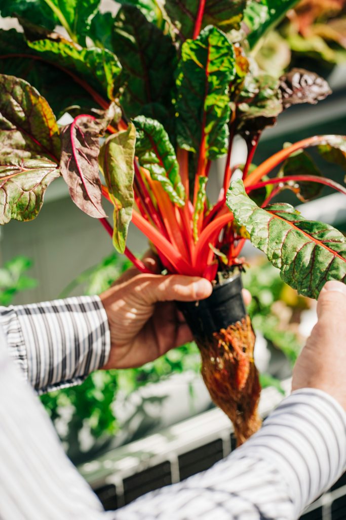 Essential Nutrients for Successful Hydroponic Farming