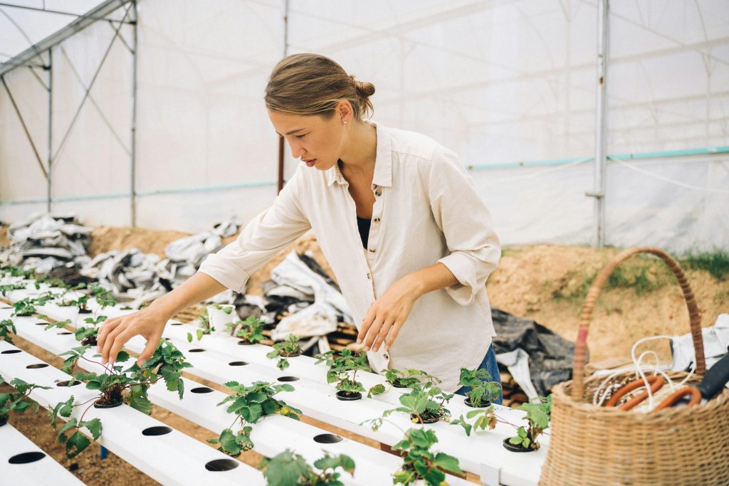 Harvesting and Crop Rotation in a Hydroponic Growing System