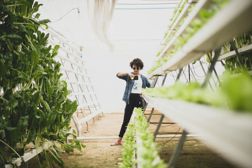 Harvesting and Crop Rotation in a Hydroponic Growing System