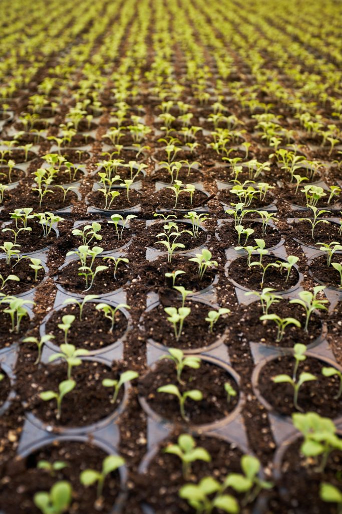 How to Set Up a Hydroponic Farm