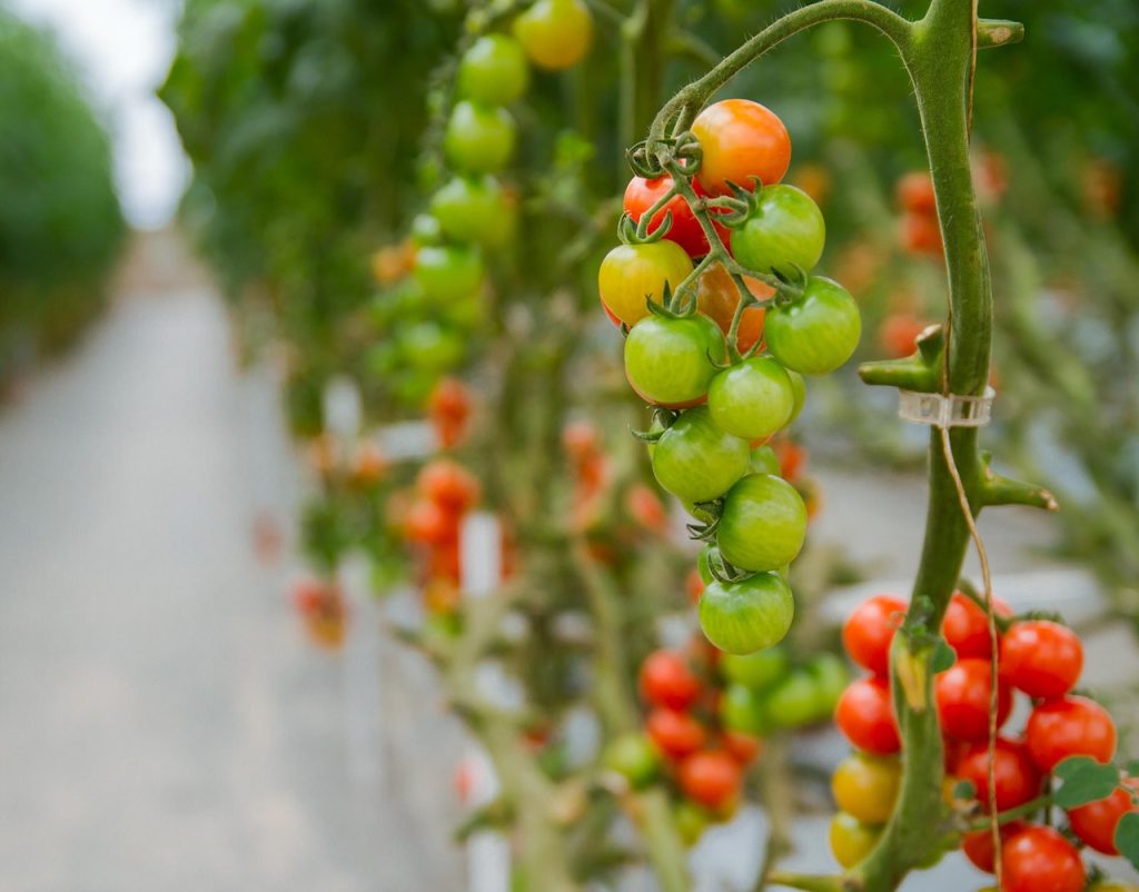 Hydroponic Farming: An Eco-Friendly Approach to Growing