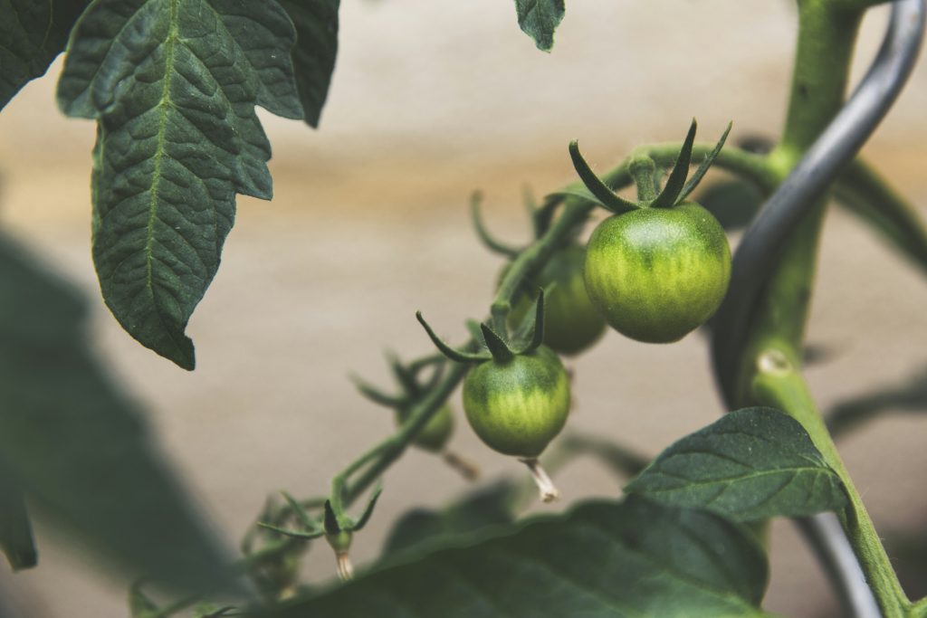 Hydroponic Gardening for Sustainable Food Production