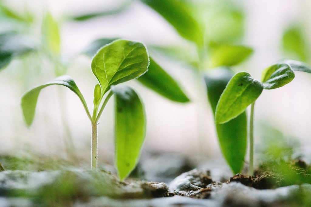 Hydroponic Gardening for Sustainable Food Production