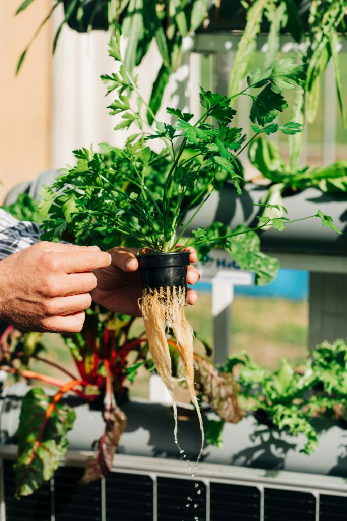 Hydroponic Growing System Maintenance: Essential Tips and Tricks