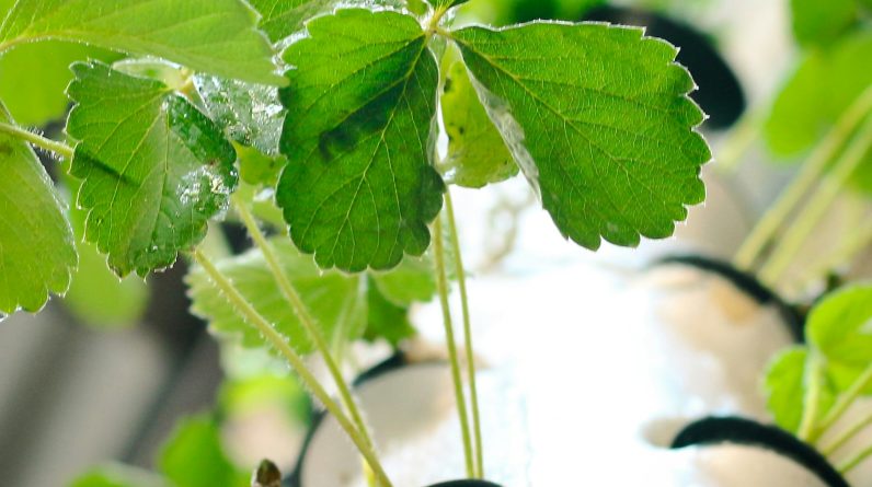 10 Effective Best Hydroponic Setup Tips for 2025: Ultimate Guide 1 SEO Optimized Image