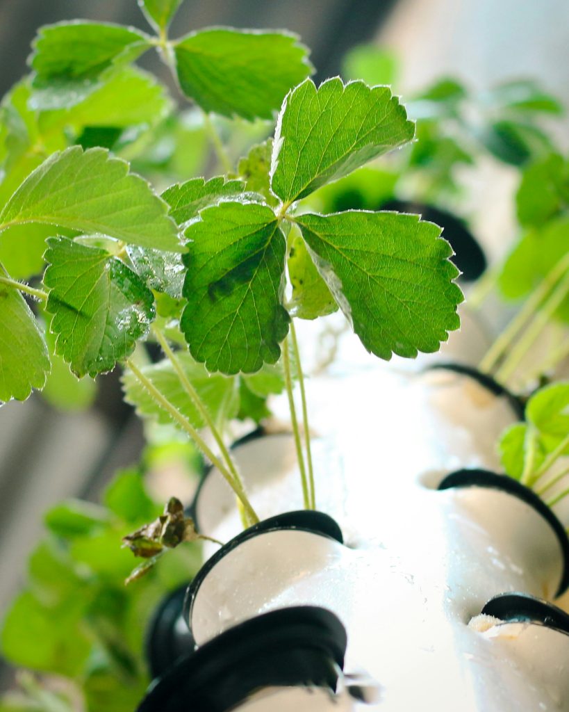 Sustainability in Hydroponic Growing Systems: Eco-Friendly Practices