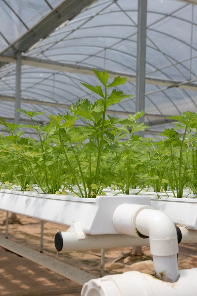 10 Essential Supplies for Hydroponic Gardening