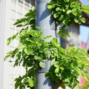 Hydroponics: A Gateway to Organic Produce 6 SEO Optimized Image
