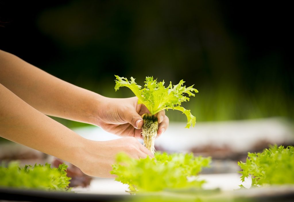 Exploring Different Types of Hydroponic Gardening