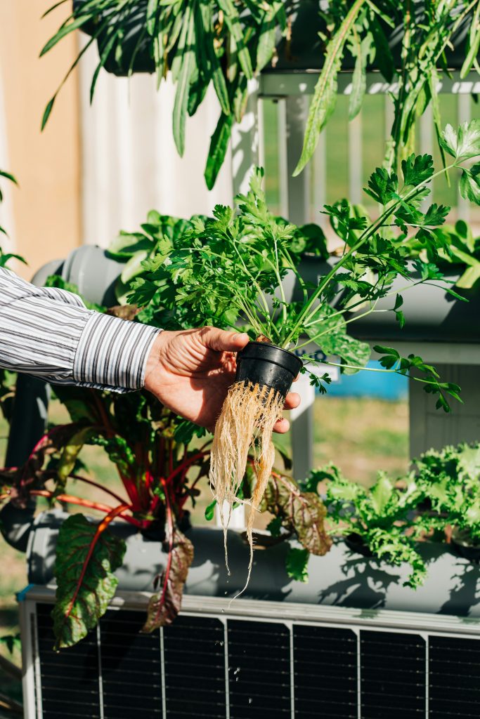 The Environmental Benefits of Hydroponic Gardening