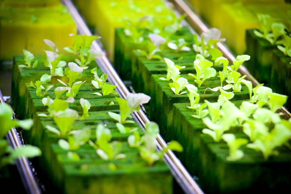 Maximizing Yield with Hydroponic Systems