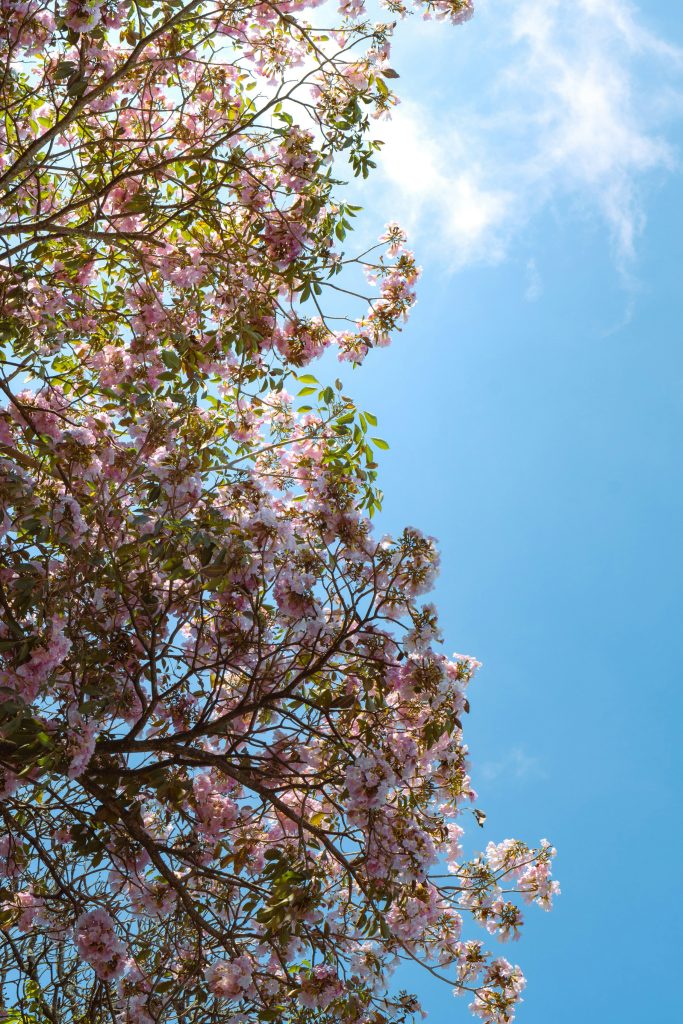 Hydroponic Systems vs. Traditional Gardening