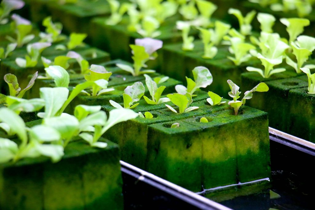 Creating a Thriving Garden with Hydroponic Vegetable Systems