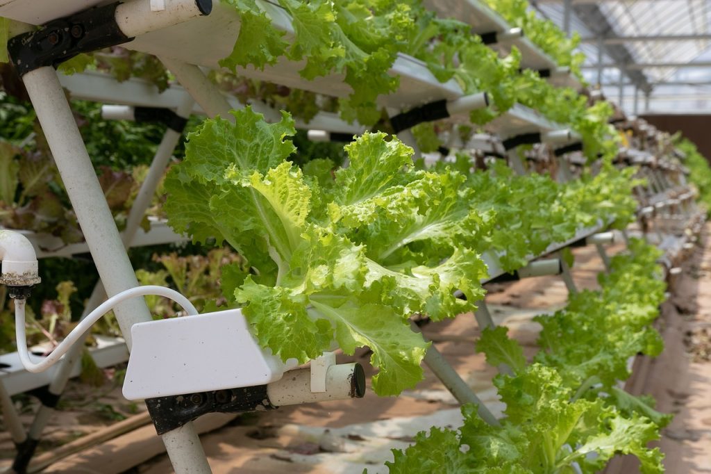 Creating a Thriving Garden with Hydroponic Vegetable Systems