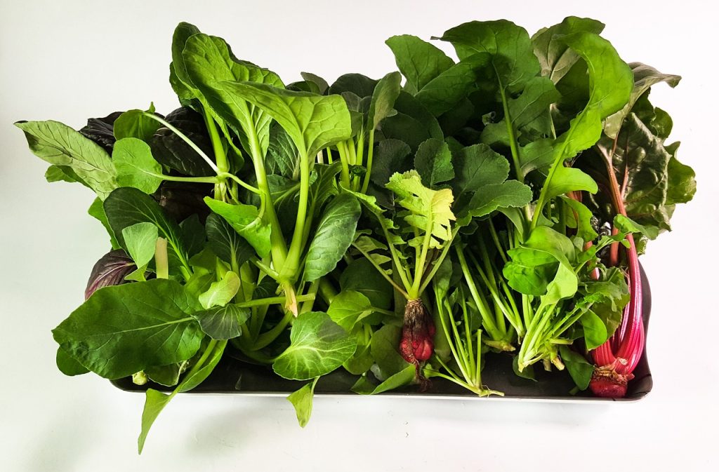 Healthy and Pesticide-Free Produce with Hydroponic Gardening