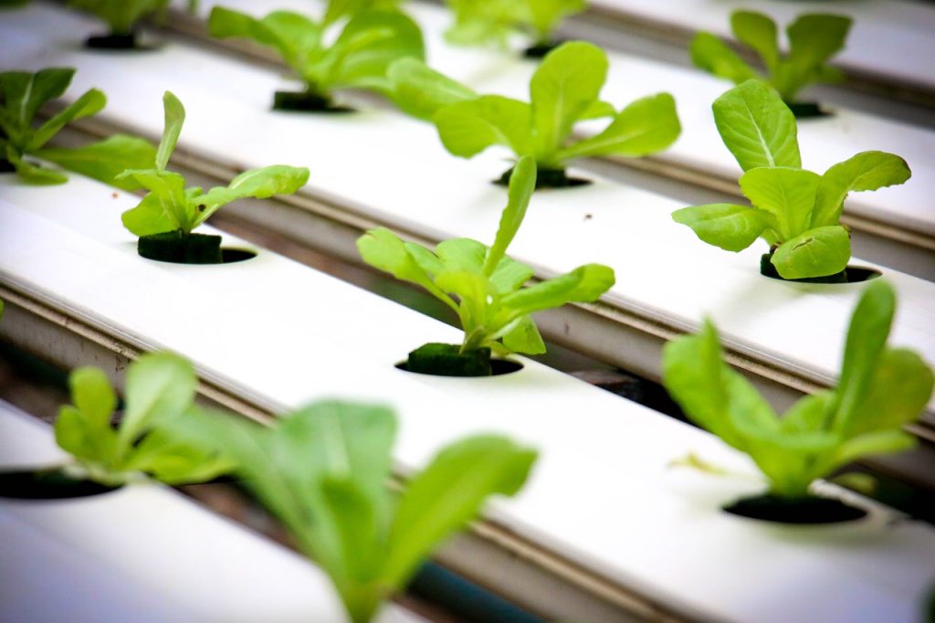 Healthy and Pesticide-Free Produce with Hydroponic Gardening