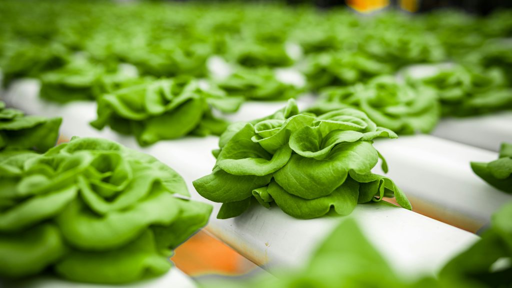 How to Start Your Own Hydroponic Garden