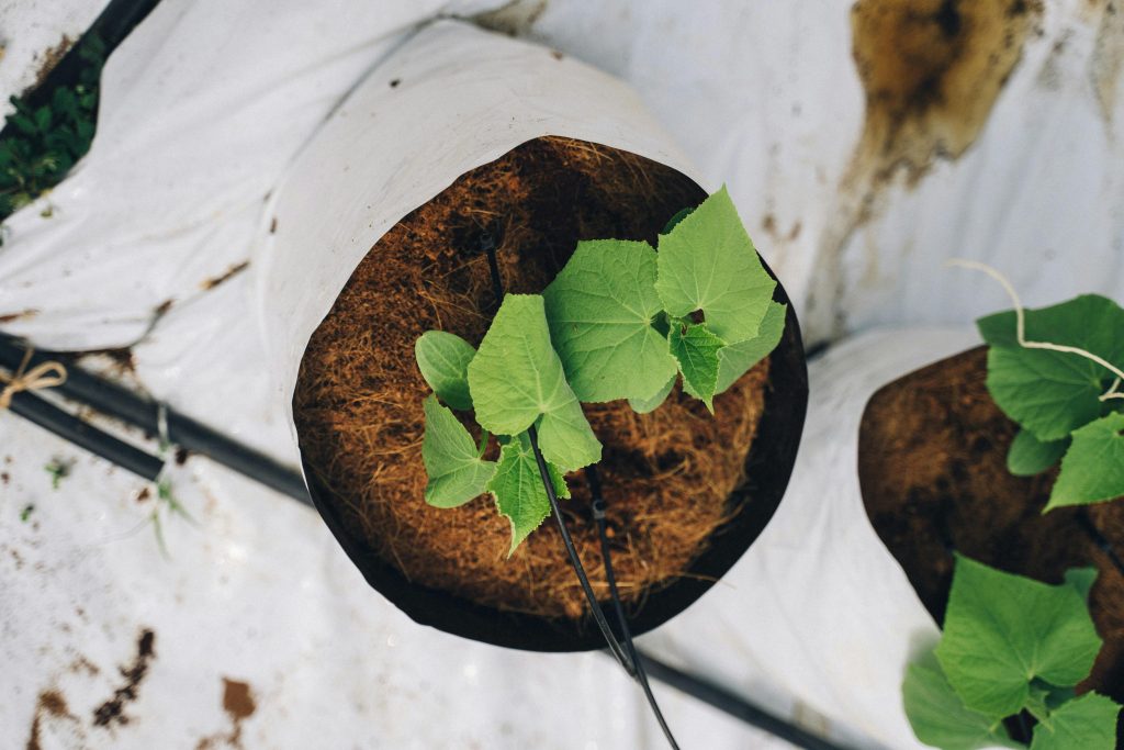 Boosting Hydroponic Yields: Simple Tweaks