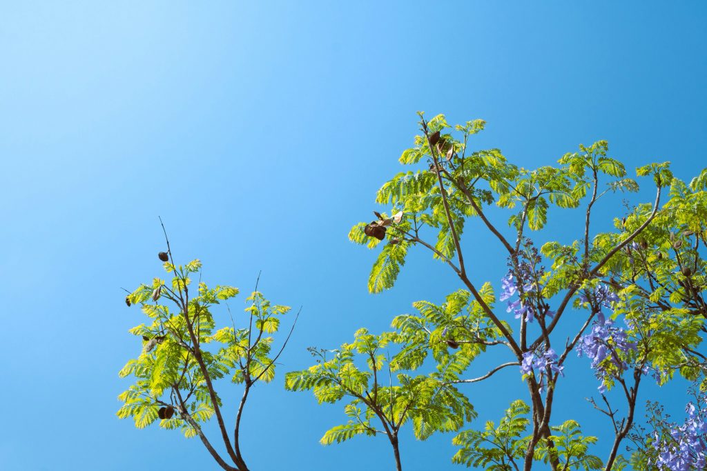 How Hydroponic Farming Saves Water and Boosts Yield