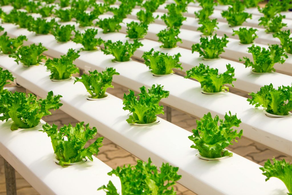 How Hydroponic Systems Revolutionize Modern Gardening